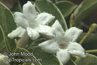 Stephanotis floribunda, Bridal Bouquet, Madagascar Jasmine, Wax flower, Chaplet flower, Floradora, Hawaiian Wedding flower