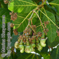 Anacardium occidentale, Cashew Nut, Cashew Apple, Caju