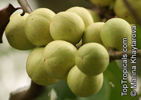 Aphanamixis polystachya, Amoora aphanamixis, Amoora rohituka, Pasak Lingga, Pithraj, Rohitak