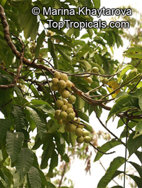 Aphanamixis polystachya, Amoora aphanamixis, Amoora rohituka, Pasak Lingga, Pithraj, Rohitak