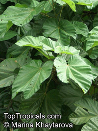 Cola gigantea, Giant Cola