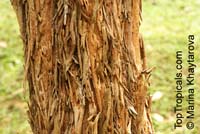 Cratoxylum cochinchinense, Hypericum cochinchinense, Yellow Cow Wood, Kayu Arang, Kemutong, Tree-Avens