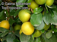 Dovyalis caffra, Kei Apple
