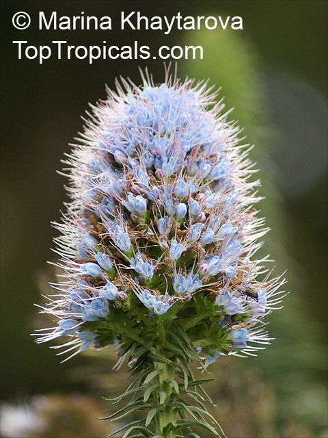 Link to this plant: http://toptropicals.com/catalog/uid/echium 