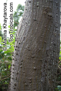 Erythrina lysistemon, Scarlet Coral Tree
