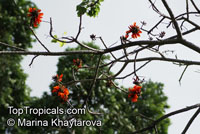Erythrina lysistemon, Scarlet Coral Tree