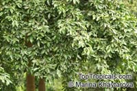 Gnetum gnemon, Melindjo