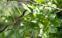 Maniltoa megalocephala, Handkerchief Tree