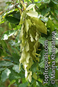 Maniltoa megalocephala, Handkerchief Tree