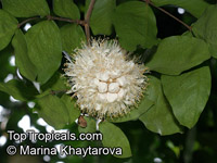 Maniltoa grandiflora, Maniltoa schefferi, Maniltoa hollrungii, Dove Tree, Handkerchief Tree, Ghost Tree