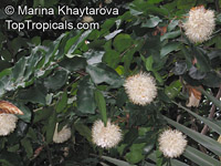 Maniltoa grandiflora, Maniltoa schefferi, Maniltoa hollrungii, Dove Tree, Handkerchief Tree, Ghost Tree
