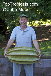 Telfairia occidentalis, Fluted Pumpkin, Oysternut, Ugu