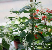 Clerodendrum calamitosum, White Butterfly Bush
