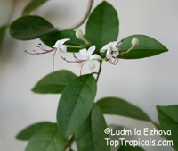 Clerodendrum inerme, Volkameria inermis, Wild Jasmine, Sorcerers Bush, Seaside clerodendrum, Clerodendron