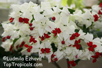 Clerodendrum thomsoniae, Bleeding heart, Glory bower, Clerodendron