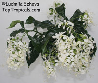 Clerodendrum wallichii, Clerodendrum nutans, Bridal veil, Nodding Clerodendron
