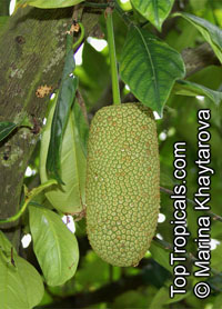 Artocarpus integer, Chempedak