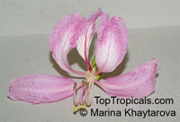 Bauhinia purpurea, Orchid Tree, Butterfly Tree