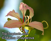 Bauhinia purpurea, Orchid Tree, Butterfly Tree