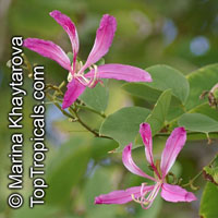 Bauhinia purpurea, Orchid Tree, Butterfly Tree