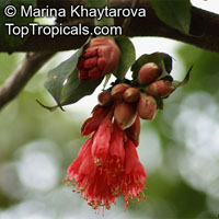 Brownea ariza, Hermesias ariza , Scarlet Flame Bean