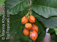 Bunchosia armeniaca, Peanut Butter Fruit, Monk