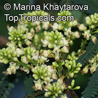 Caesalpinia coriaria