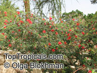 Calliandra californica