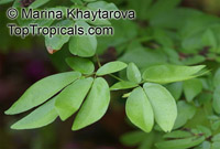 Calliandra emarginata, Inga emarginata, Powderpuff