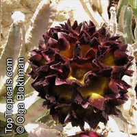 Caralluma speciosa, Caralluma