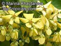 Cassia antillana, Senna nitida, Chamaefistula antillana, Cassia aurea, Golden Rain tree