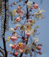 Cassia bakeriana - Dwarf Apple Blossom Tree

Click to see full-size image