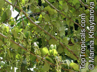 Coccoloba uvifera, Sea grape