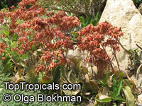 Kalanchoe gastonis-bonnieri, Kalanchoe adolph-engleri, Bryophyllum adolph-engleri, Giant kalanchoe, Donkey Ears; Life Plant; Miracle Leaf; Sprouting Leaf; Sprout Leaf Plant; Leaf of Life; Good Luck Leaf, Tree Of Life