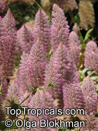 Ptilotus exaltatus