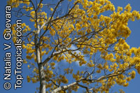 Tabebuia chrysotricha, Tabebuia chrysantha, Dwarf Golden Tabebuia