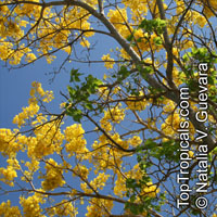 Tabebuia chrysotricha, Tabebuia chrysantha, Dwarf Golden Tabebuia