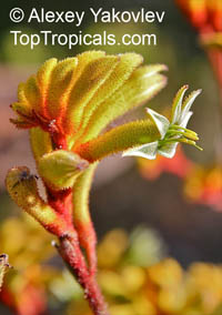 Anigozanthos sp., Kangaroo Paw