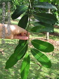 Diospyros digyna, Diospyros obtusifolia, Black Sapote, Chocolate Pudding Fruit, Black/Chocolate Persimmon
