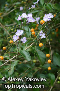 Duranta erecta, Duranta repens, Duranta, Honey Drops, Golden Dewdrop, Pigeon Berry