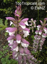 Acanthus sp., Acanthus, Bear