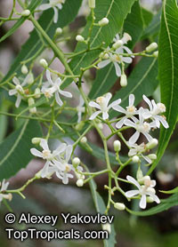 Azadirachta indica - Neem Tree