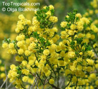 Acacia cooki - seeds

Click to see full-size image