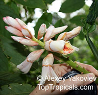 Alpinia zerumbet - seeds

Click to see full-size image