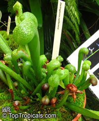 Darlingtonia californica, California Pitcher Plant, Cobra Lily, Cobra Plant

Click to see full-size image