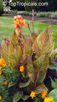 Canna Tropicanna

Click to see full-size image