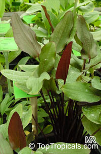 Echinodorus sp., Sword-Plant

Click to see full-size image