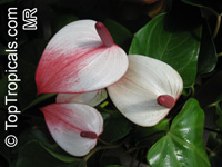 Anthurium andraeanum, Flamingo Flower, Tail Flower