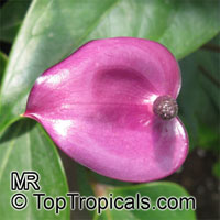 Anthurium andraeanum, Flamingo Flower, Tail Flower