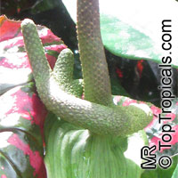 Anthurium sp., Tail Flower